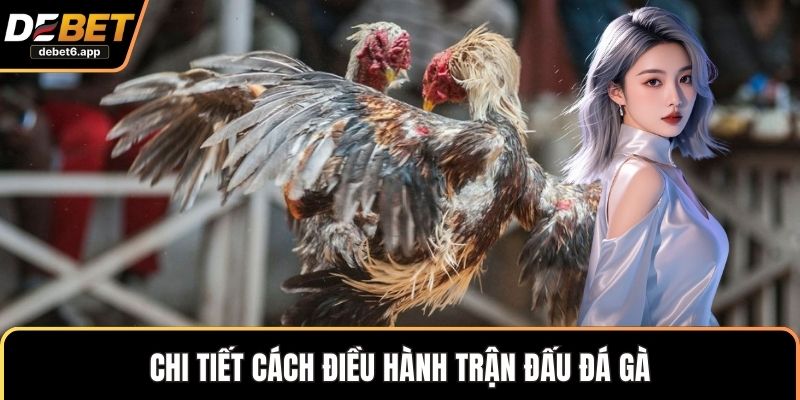 Chi tiết cách điều hành trận đấu đá gà 